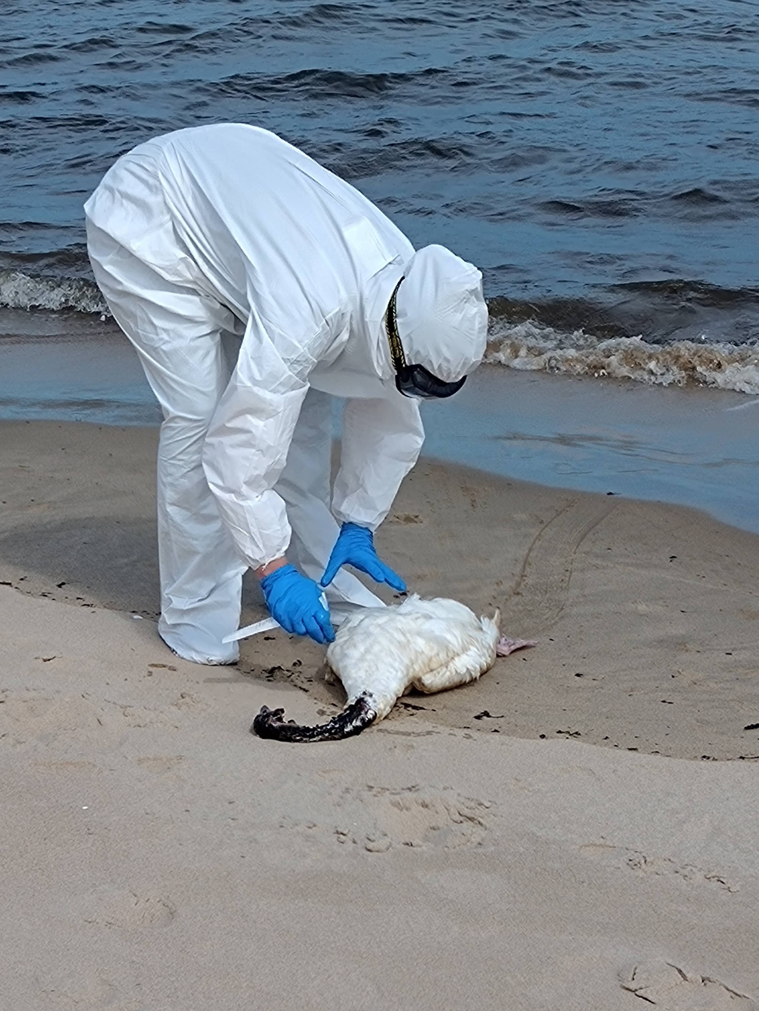 Detectan primer caso de Gripe Aviar en San José, en la Playa Penino de Ciudad del Plata