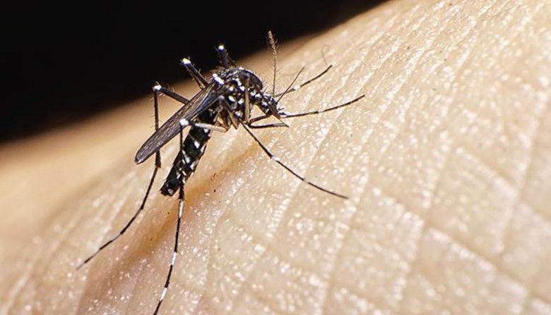 Confirman un caso de Dengue en San José, se trata de una mujer que regresó de Brasil