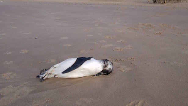 Aparecieron más de 200 pingüinos muertos en la costas de Maldonado, Rocha y Canelones