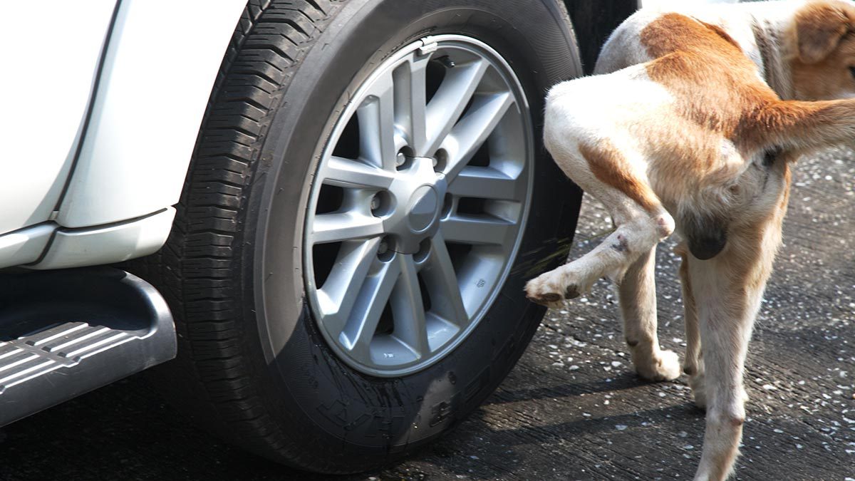 Brutal agresión en Ciudad del Plata, hombre dejó grave a menor tras que su perro le orinara el auto