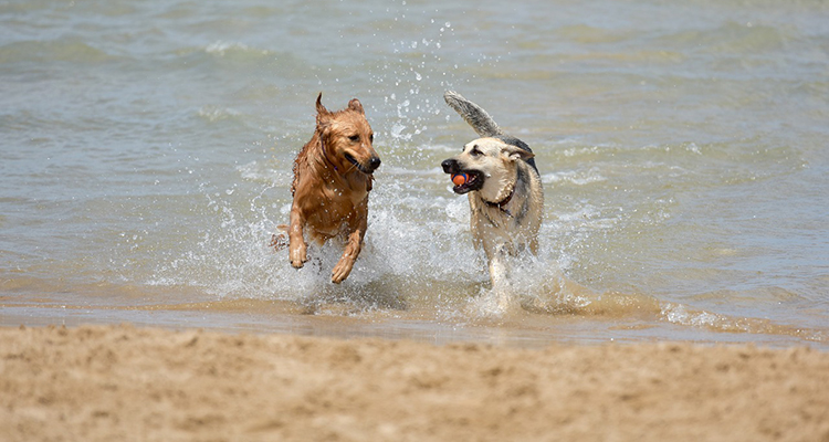 Recomiendan no bajar con perros a la playa por la gripe aviar, su vida podría estar en riesgo