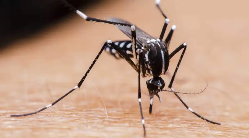 El dengue supera los 180 casos en todo el país, San José tiene 3 casos sospechosos