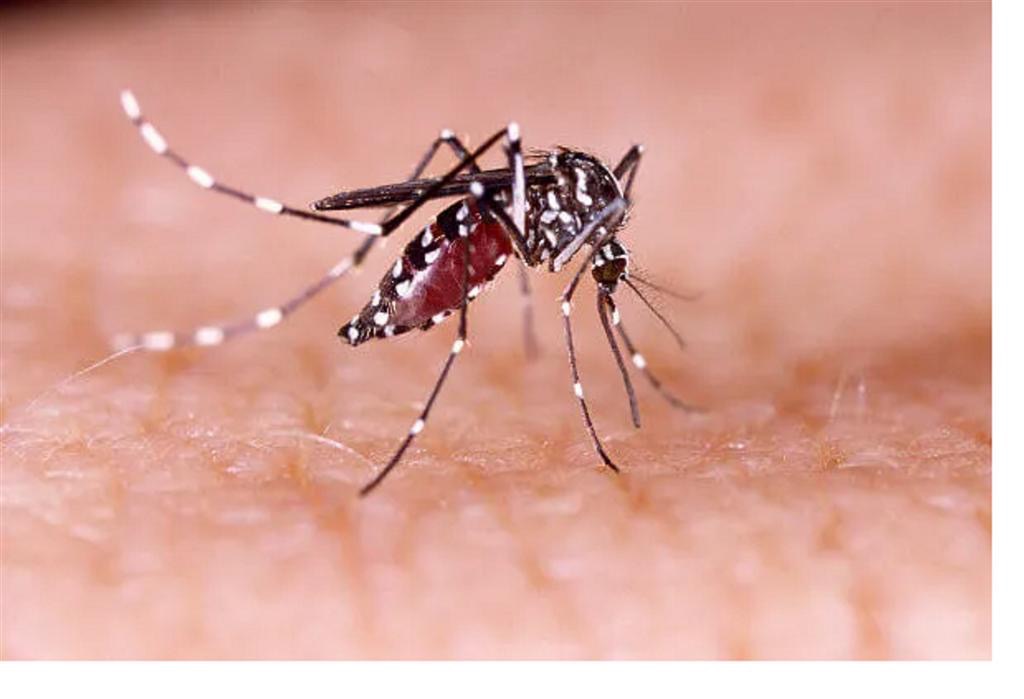 Detectaron 48 casos nuevos de Dengue en Uruguay, es el récord diario de contagios