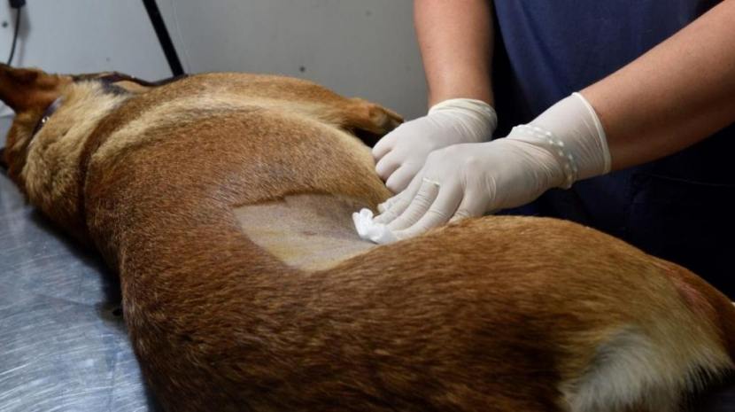 Realizaran castraciones gratuitas para perros en Delta del Tigre y Playa Pascual, mirá como agendar tu mascota