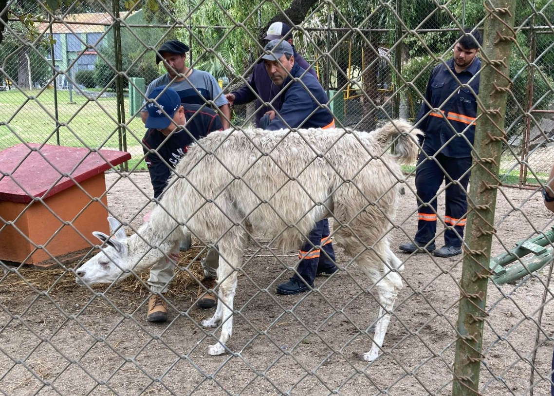 La Intendencia espera que antes de fin de año no haya más animales en el zoológico de San José