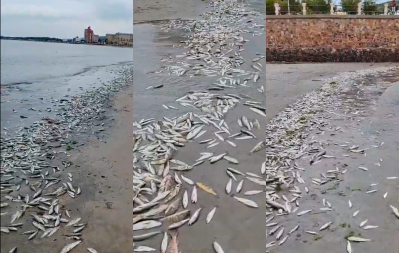 Murieron miles de peces en costas de Uruguay, el Ministerio de Ambiente inició investigación