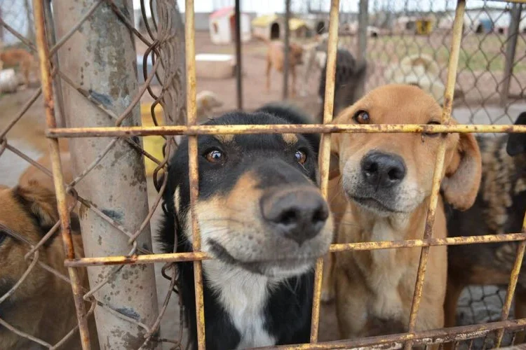 Intendencia de Montevideo habilitó portal para adoptar perros y gatos que están en refugios