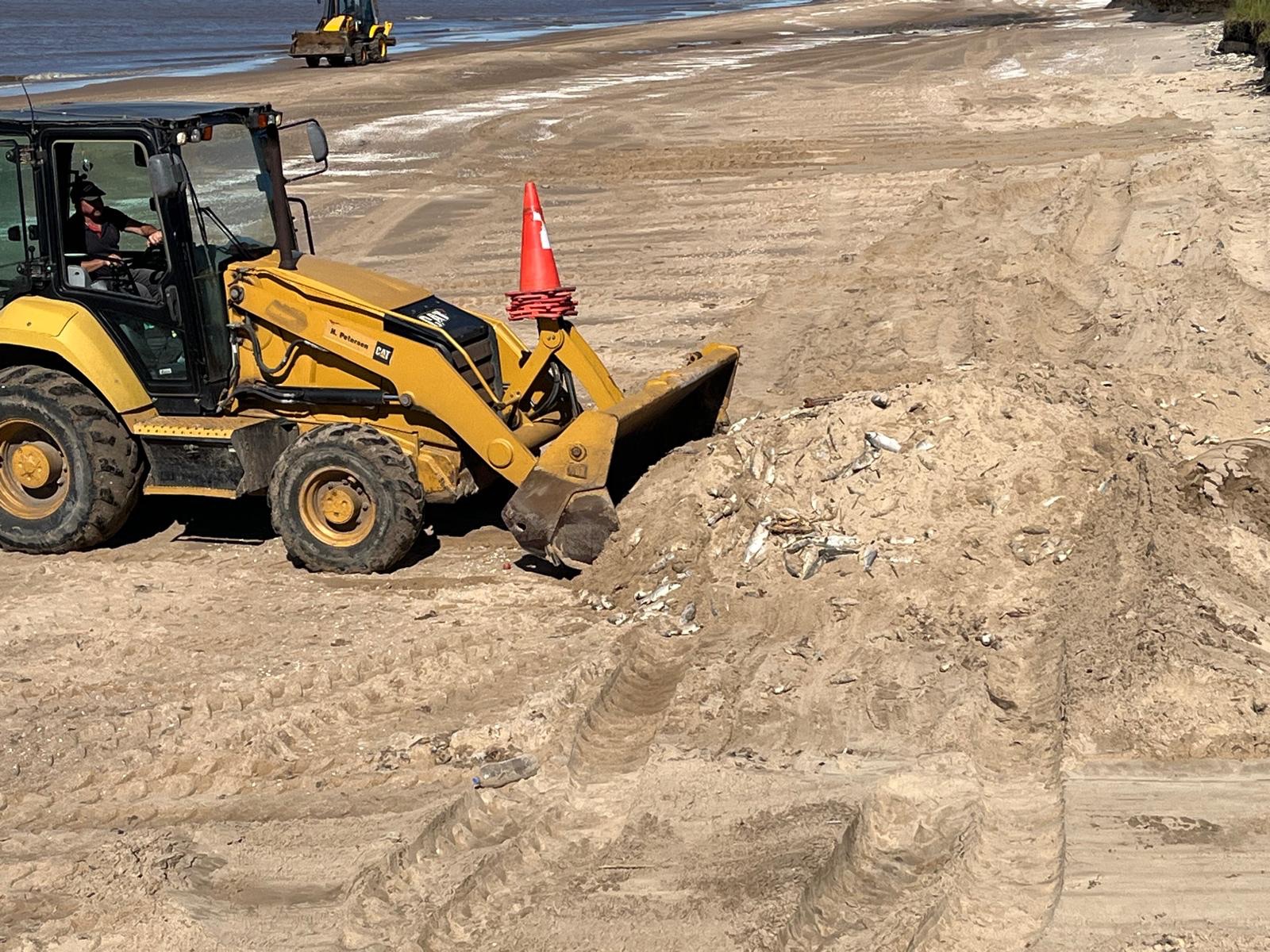 Fonseca dijo que fue recomendación de la DINARA enterrar peces muertos en Playa Pascual